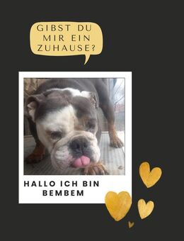 BEMBEM PP Engländer will sein Körbchen - Neustadt (Rübenberge)