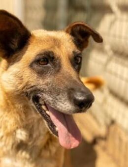 Liebe, menschenbezogene Flavia - Kallmünz