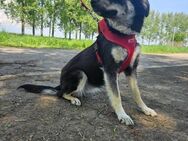 Hündin Zsüliett wartet im Tierheim - Velbert