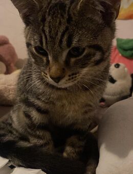 Bildhübscher Siam tabby mix Kater Abgabe bereit - Memmingen