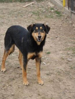 Laijka möchte deine Welt entdecken - Celle