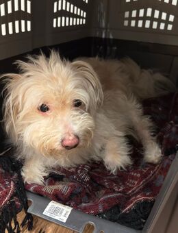 Kliener Familienhund, 5 Jahre - neues Zuhause gesucht - Dresden
