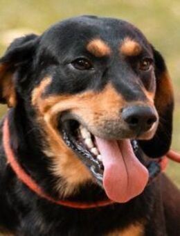 Lieber Bliss 💗 sucht sein neues Zuhause - Hamburg