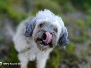 Anouk ❤️ ein kleines Herz sucht Liebe - Fahrenzhausen