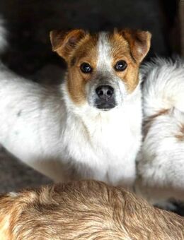 Twix, mit den süßen Knopfaugen 🐾 - Elsdorf (Nordrhein-Westfalen)