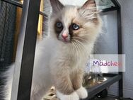 Kitten Ragdoll/Birma - Pfullingen