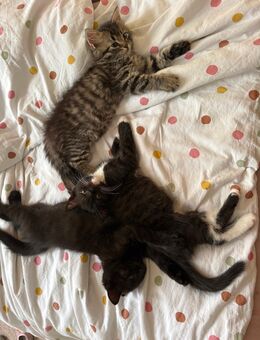 BKH britisch kurzhaar/langhaar mix kitten - Salzgitter