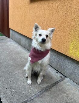 Unkomplizierte Penny möchte ankommen - Chemnitz