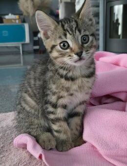 Katzenbabys Kitten Katze Kater m/w - Elsfleth