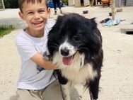 JOE ist ein freundlicher sozialer Hund♥️ - München