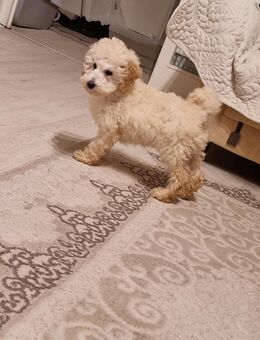 Zwergpudel Rüde - Minden (Nordrhein-Westfalen)