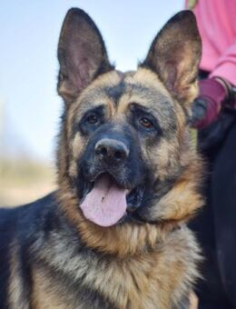 Murphy möchte gerne die Welt entdecken - Laatzen