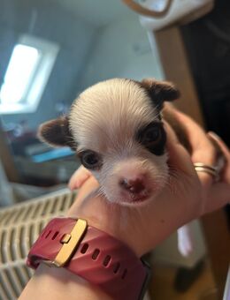 Letzter Chihuahua Welpen (Rüden) bereit zur Abgabe - Külsheim