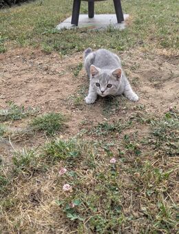 BKH Katze kitten - Kösching