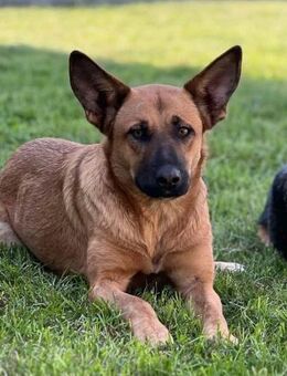 Hana - Freundliche Hündin sucht Zuhause - Berlin