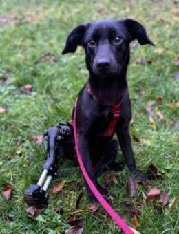 Elli-besondere Hündin sucht ihren Mensch - Großefehn