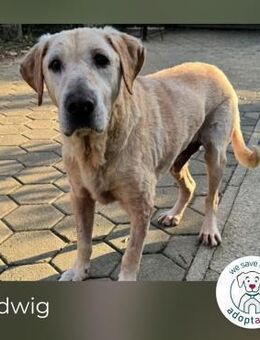 Ludwig: Vom Überleben zum Leben - Kirchzell