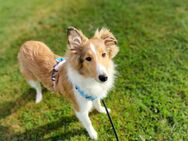 Liebe Collie Welpen/Junghunde, 4,5 Monate - Hoogstede