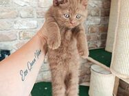 Reinrassige BHK-Kitten - Braunschweig