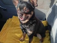 Chihuahua-Bube Simba - Tübingen