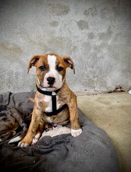 American Bully Welpe Rüde auszugsbereit - Steinweiler