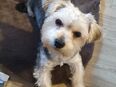 Hübsches Malteser/ Yorkshire Mix Hundemädchen 10 Monate alt in 74376