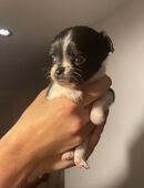 Zwei Fellnasen suchen liebevolles Zuhause in 08393