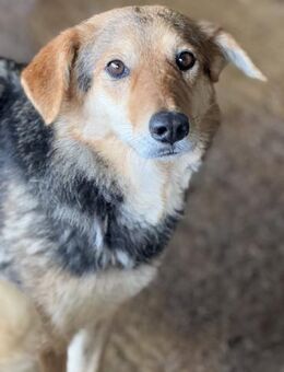 Era möchte nicht vergessen werden 🐾 - Elsdorf (Nordrhein-Westfalen)