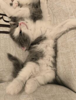 BKH Britisch Kurzhaar blue / Ragdoll Kitten - Büdesheim