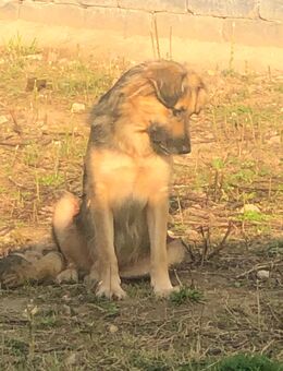 Neugieriger snoopy - Wassenberg Zentrum