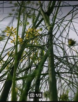 Dill blattreich (Anethum graveolens var. hortorum) - Horgenzell