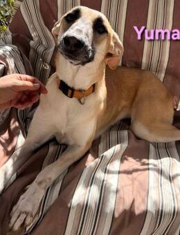 Yuma verschmuste Hündin 04/23 ESP - Ruppertsecken