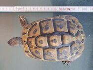 Griechische Landschildkröte #1 THB geb. 2010 weiblich eierlegend zu verkaufen - Neu Ulm