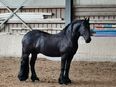 Suche Reitbeteiligung in 72622