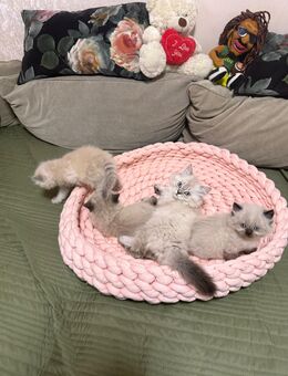 Wunderschöne Britisch Langhaar Kitten abzugeben - Abholung - München