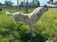 lieber Freddy sucht immernoch - Kallmünz