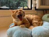 Gemütlicher Garfield sucht Kuschelheim - Walluf