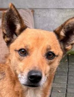 AXEL-menschen bezogener Rüde, 48 cm - Rösrath