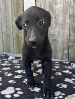 Unsere kleine Bya sucht Ihren Herzensmenschen - Leipzig Südost