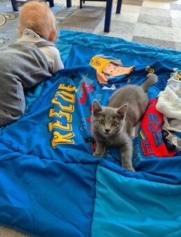 Kartäuser Mix Kitten Babykätzchen Mädchen - Rheinfelden (Baden)