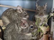 Degu 3 1/2 sucht neues Zuhause - Kiel