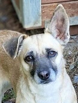 Kleine Hundedame REXINA - Gefrees