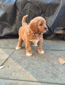 Cavapoo Welpen Hündin in 24852