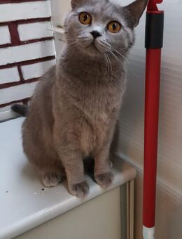 Reinrassige BKH Katze - Berlin Reinickendorf