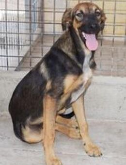 Adei anhänglich lieb sucht Sofaplätzchen - Niedereschach