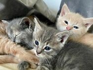 Verkaufe 3 kleine Katzen (2 Jungen, 1 Mädchen) BKH + Ragdoll Mix - Leverkusen