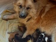 Aussie-Eurasier Mix Welpen - Sarstedt