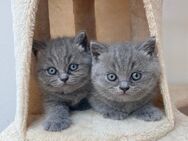 BKH und BLH lilac Blue Kitten Kätzchen Katze - Hiddenhausen