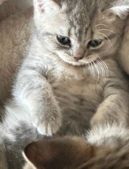 Bkh Katze kitten - Rheine Zentrum