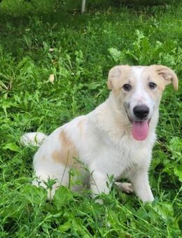 Matias verspielter junger Rüde - Hüllhorst